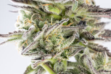 Gorilla Dosha