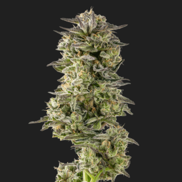 Gorilla Dosha