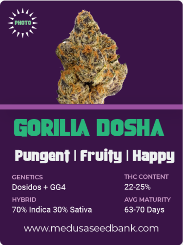 gorilla dosha feminized cannabis seeds; medusa seed bank
