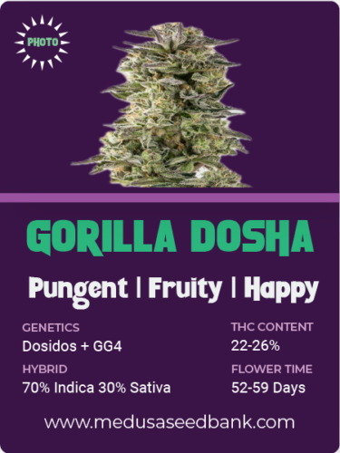 Gorilla Dosha feminized seeds; Dosidos x GG4; Dosidos x Gorilla Glue #4; photoperiod feminized seeds