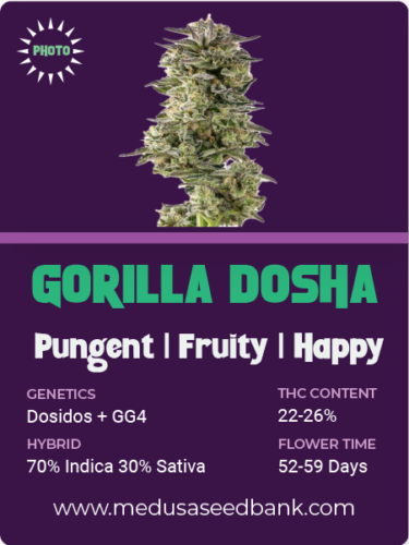 gorilla dosha feminized seeds; Dosidos x GG4
