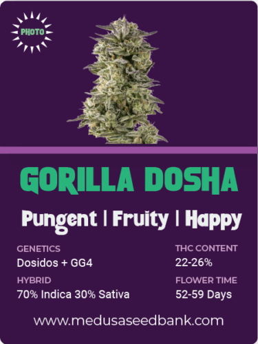 feminized cannabis seeds; Dosidos hybrid; GG4 hybrid; Gorilla Glue #4 hybrid; photoperiod