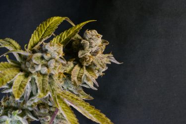 Gorilla Dosha Feminized Seeds - Image 3