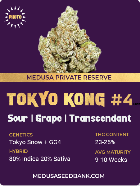 Tokyo Kong #4 Private reserve; cannabis seeds; photoperiod; Medusa Seed Bank