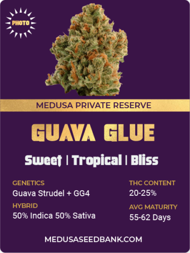 guava glue cannabis strain; guava strudel x gorilla glue #4 strains;