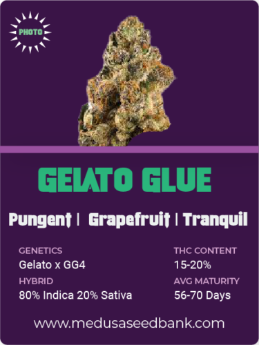 Gelato Glue feminized cannabis seeds; medusa seed bank; GG4 X gelato