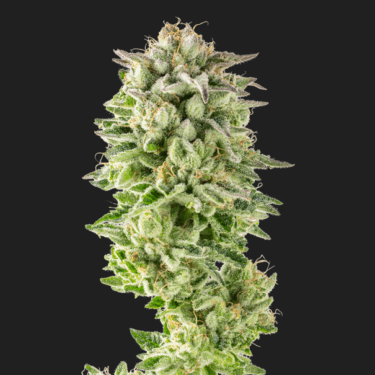 Guava Glue