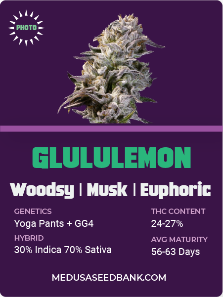 GLULULEMON CANNABIS STRAIN; Yoga pants x GG4