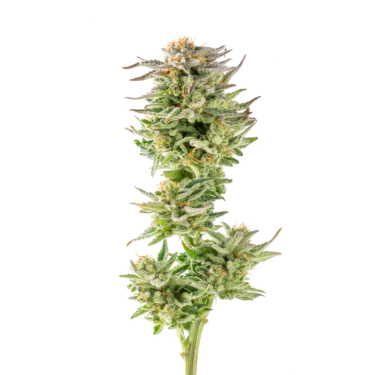 Guava Glue