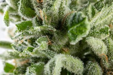 Guava Glue