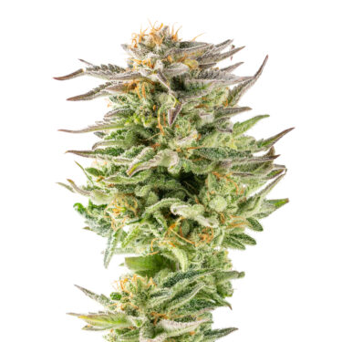 Guava Glue