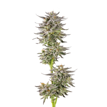 Gelato Glue