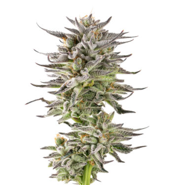 Gelato Glue