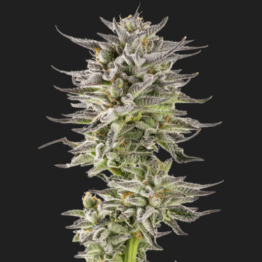 Gelato Glue