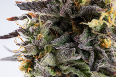 Gelato Glue
