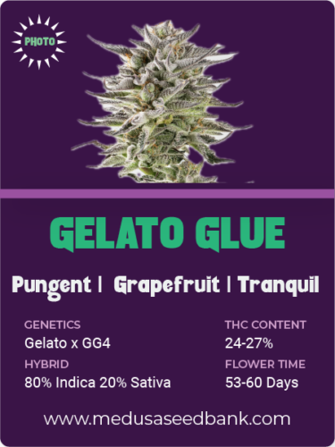 Gelato Glue feminized seeds; Gelato x GG4; Gelato x Gorilla Glue #4; photoperiod feminized seeds