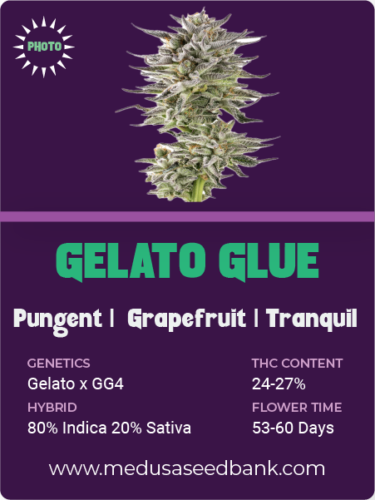 Gelato Glue feminized seeds; Gelato x GG4