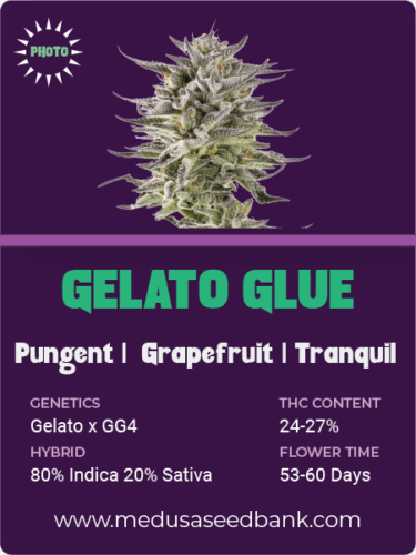 feminized cannabis seeds; GG4 hybrid; gorilla glue #4 hybrid; gelato hybrid; photoperiod