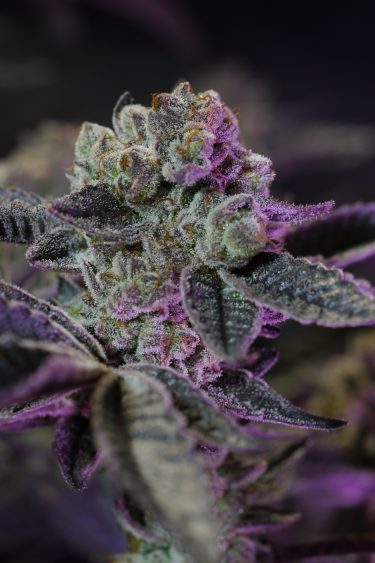 Glookies Feminized Seeds - Image 5
