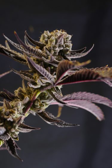 Glookies Feminized Seeds - Image 2