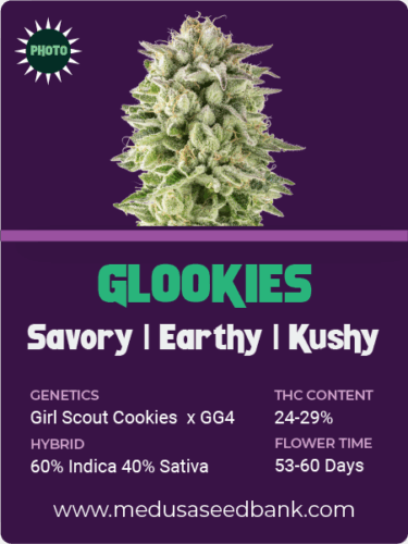 feminized cannabis seeds; Girl Scout Cookies hybrid; GG4 hybrid; Gorilla Glue #4 hybrid; photoperiod