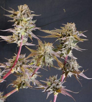 Glululemon Feminized Seeds - Image 9