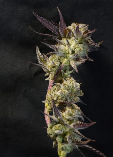 Glululemon Feminized Seeds - Image 5
