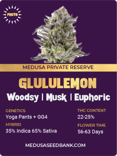 Glululemon feminized seeds; Yoga Pants x GG4; Yoga Pants x Gorilla Glue #4; photoperiod feminized seeds