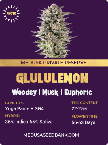 Glululemon feminized seeds; Yoga Pants x GG4; photoperiod feminized seeds