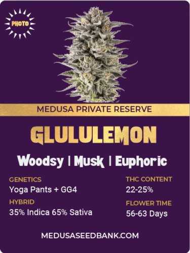 feminized cannabis seeds; GG4 hybrid; gorilla glue #4 hybrid; yoga pants hybrid; photoperiod