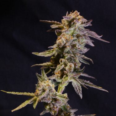 Guava Glue Feminized Seeds - Image 4