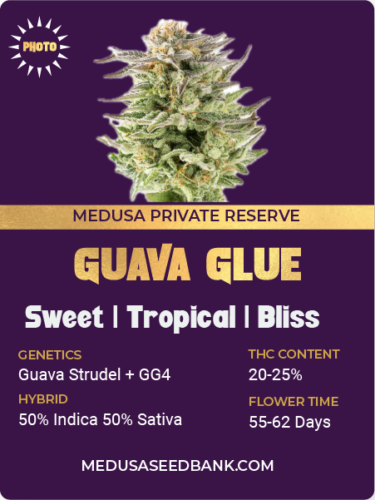 Guava Glue feminized seeds; Guava Strudel x GG4; Guava Strudel x Gorilla Glue #4; photoperiod feminized seeds