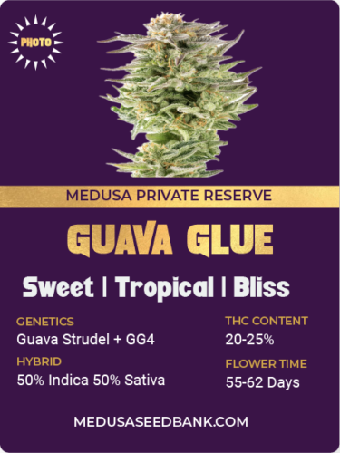 Guava Glue feminized seeds; Guava Strudel x GG4; photoperiod feminized seeds