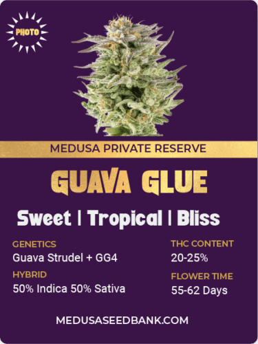 feminized cannabis seeds; GG4 hybrid; gorilla glue #4 hybrid; guava strudel hybrid; photoperiod