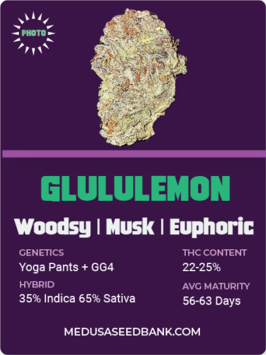 Glululemon feminized cannabis seeds