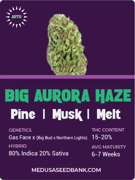 Big Aurora Haze