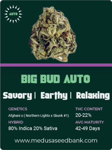 big bud auto feminized cannabis seeds