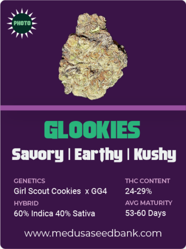 Glookies feminized cannabis seeds