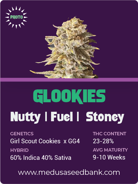 Glookies - Feminized Cannabis Seeds - Medusa Seed Bank
