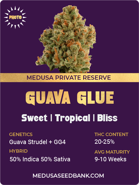 Guava Glue Feminized Cannabis Seeds; Medusa Seed Bank; Private Reserve