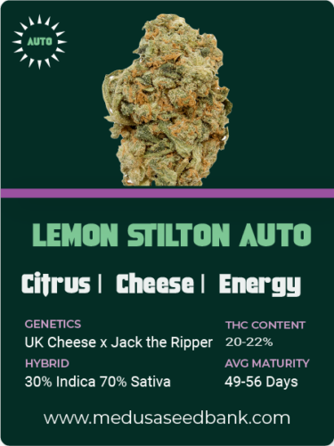 Lemon Stilton auto feminized cannabis seeds