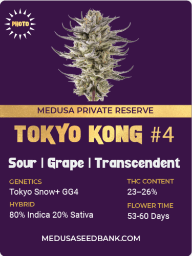 feminized cannabis seeds; GG4 hybrid; Gorilla Glue #4 hybrid; Tokyo Snow hybrid; photoperiod