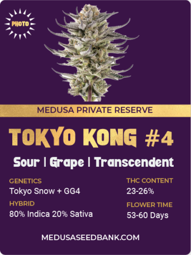 tokyo kong #4 feminized seeds; Tokyo Snow x GG4