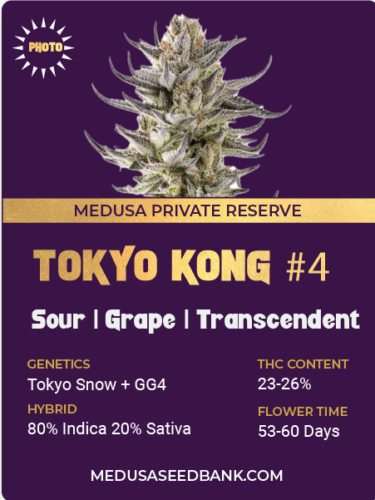 Tokyo Kong #4 feminized seeds; Tokyo Snow x GG4; Tokyo Snow x Gorilla Glue #4; photoperiod feminized seeds