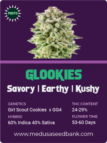 Glookies feminized seeds; Girl Scout Cookies x GG4; Girl Scout Cookies x Gorilla Glue #4; photoperiod feminized seeds