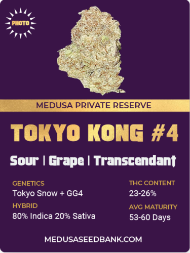Tokyo kong 4 feminized cannabis seeds