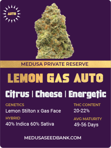 Lemon Gas auto feminized cannabis seeds