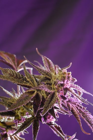 Medusa Seed Bank Feminized Cannabis Seeds