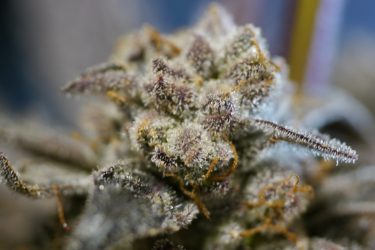 Vanilla Gorilla Feminized Seeds - Image 4