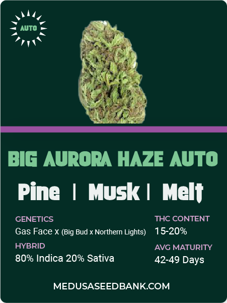 big aurora haze auto feminized cannabis seeds; medusa seed bank